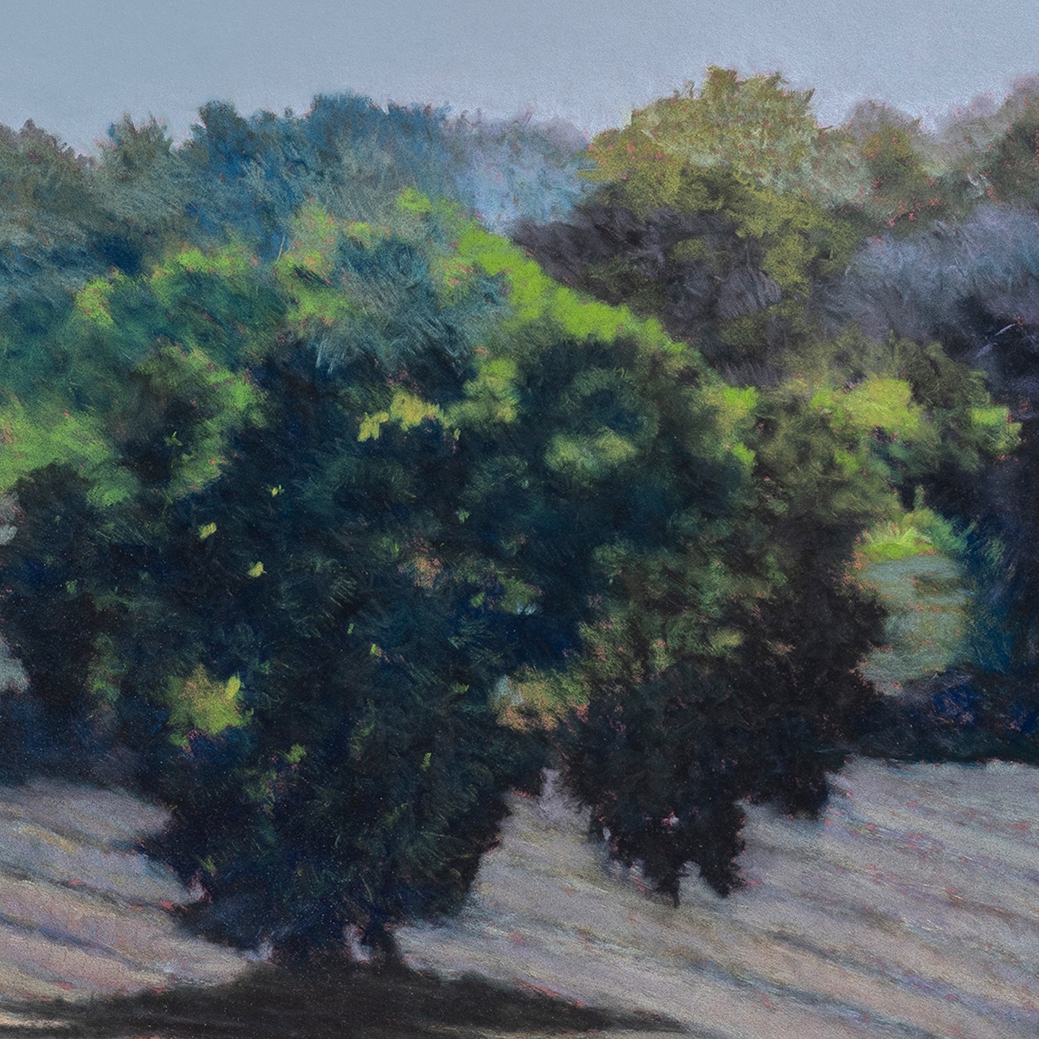 Coquelicots Agnès Tiollier