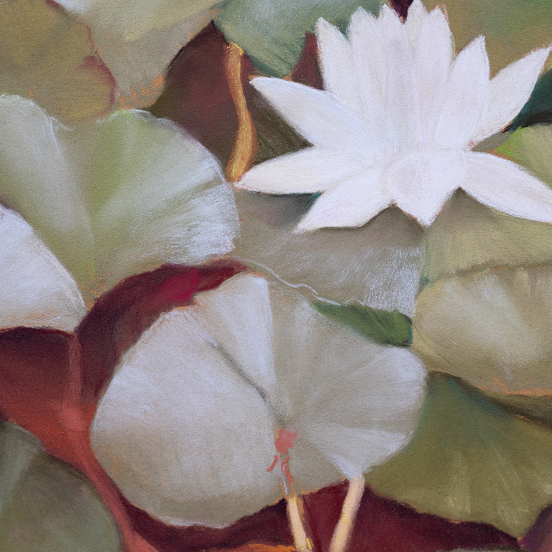 Lumière fauve II - Image 4